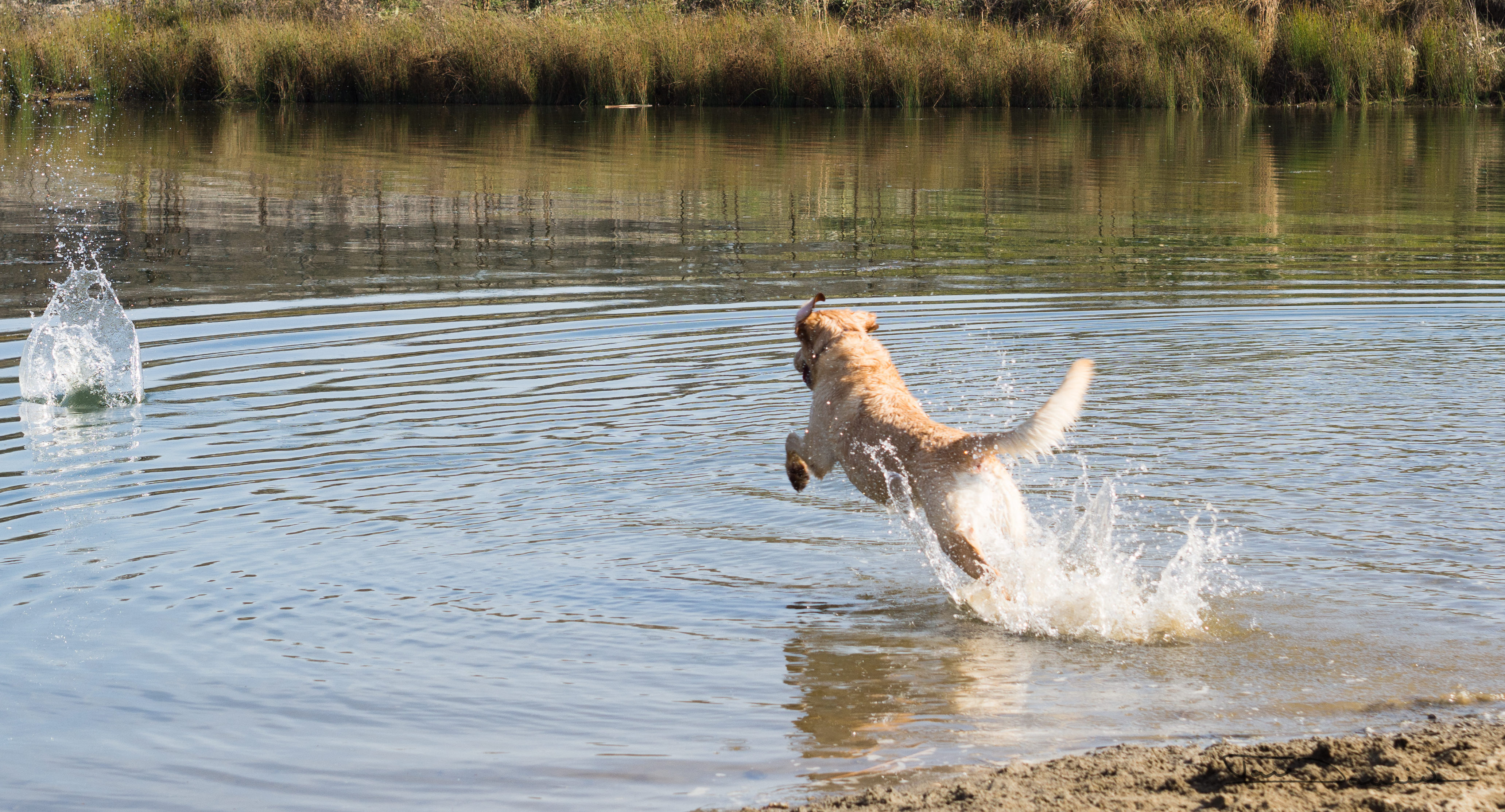 Dog chasing ball into the water.